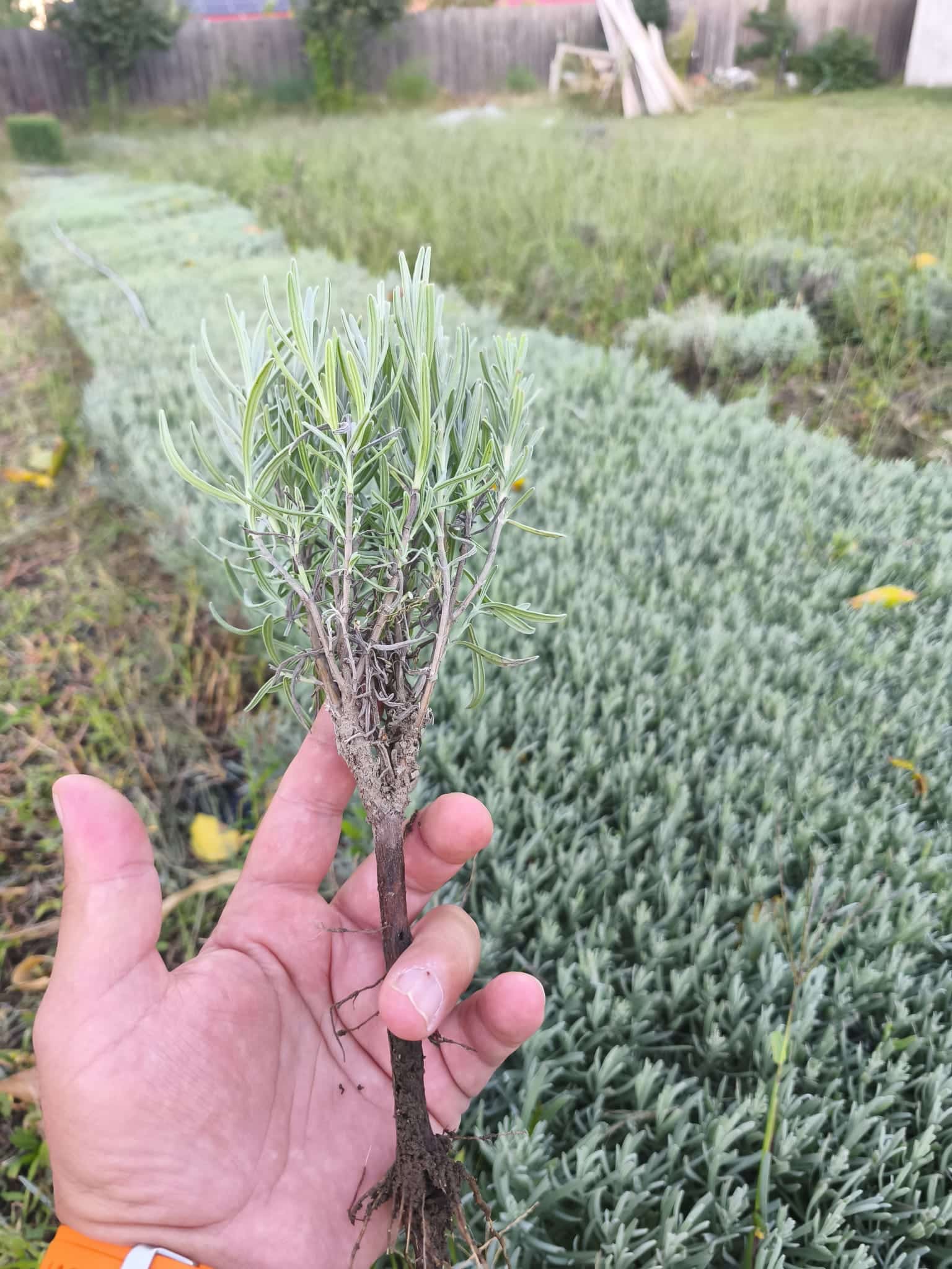 Butași de lavandă cu rădăcină nudă - imagine 2