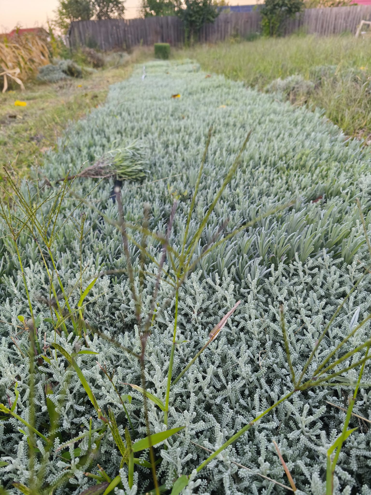 Butași de lavandă cu rădăcină nudă - imagine 3