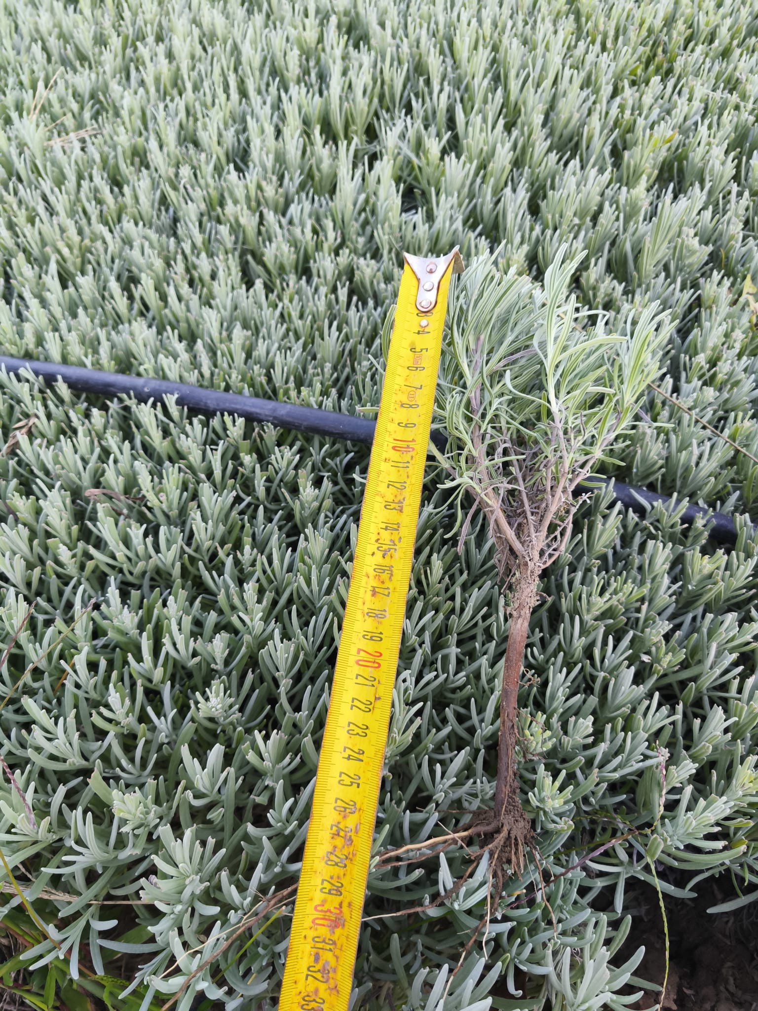 Butași de lavandă cu rădăcină nudă - imagine 4