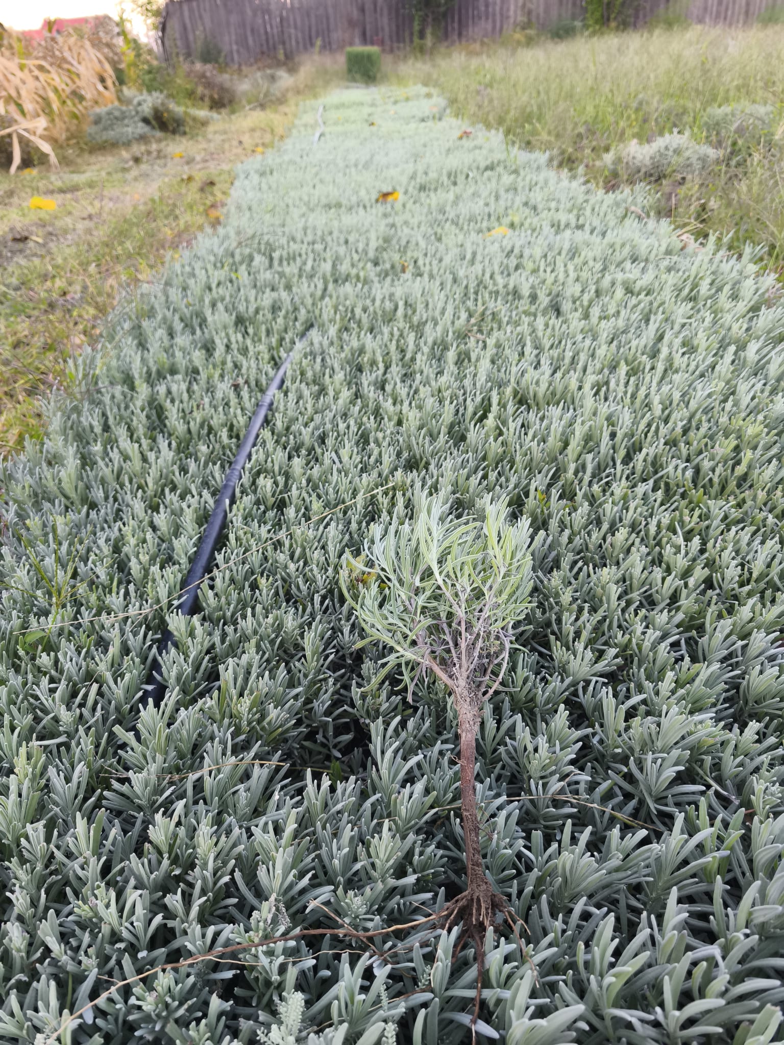 Butași de lavandă cu rădăcină nudă